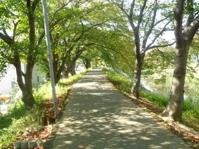 那條路 那條路