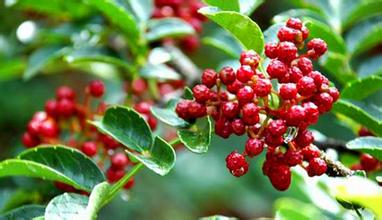 又到山鄉(xiāng)椒紅時 又到山鄉(xiāng)椒紅時