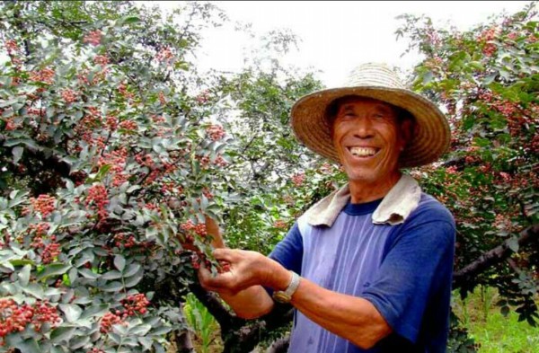 又到山鄉(xiāng)椒紅時 又到山鄉(xiāng)椒紅時