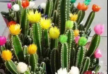 荊棘之下堅強心 荊棘之下堅強心
