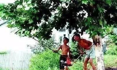 夏趣 夏趣