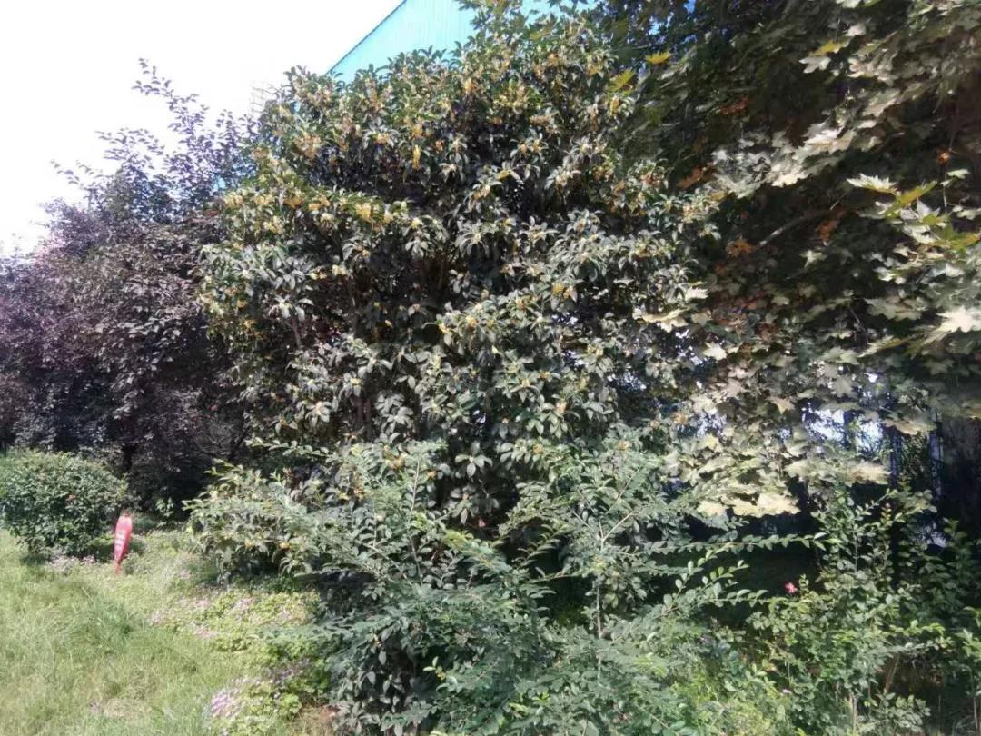 園區(qū)秋意濃 處處桂花香 園區(qū)秋意濃 處處桂花香