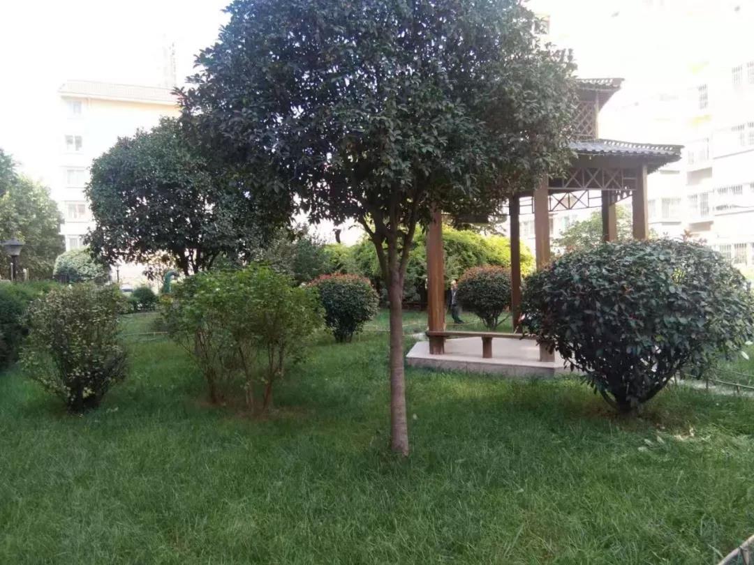 園區(qū)秋意濃 處處桂花香 園區(qū)秋意濃 處處桂花香