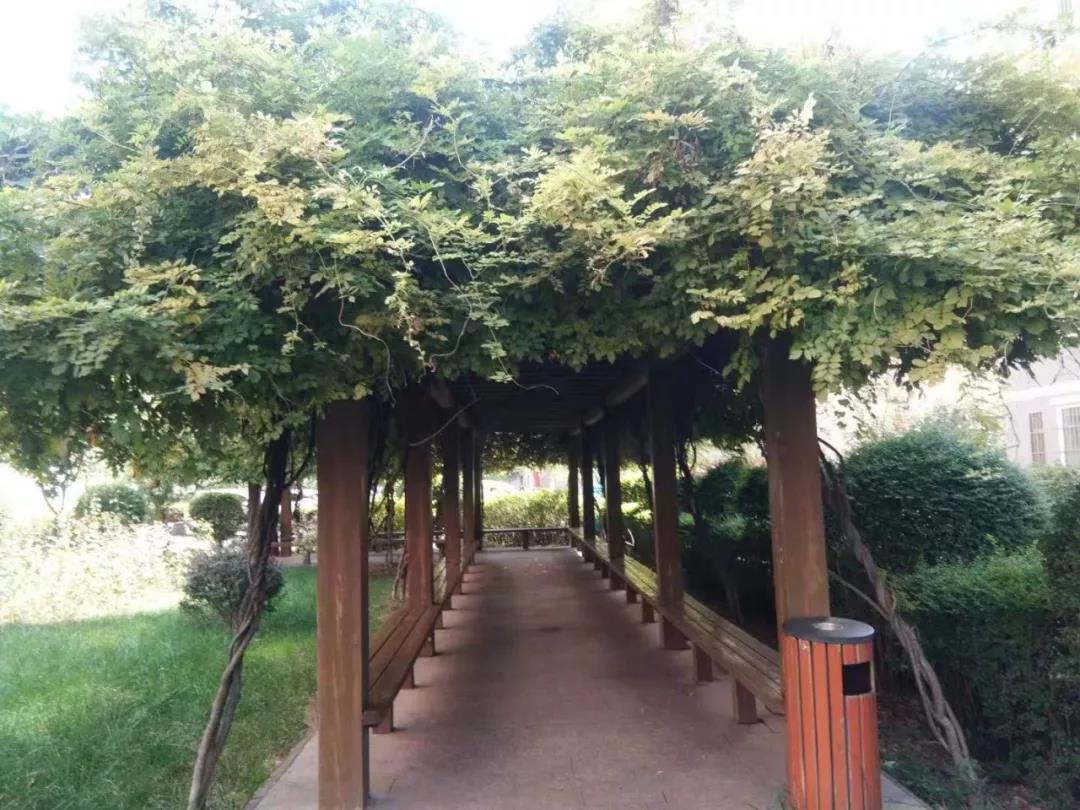園區(qū)秋意濃 處處桂花香 園區(qū)秋意濃 處處桂花香