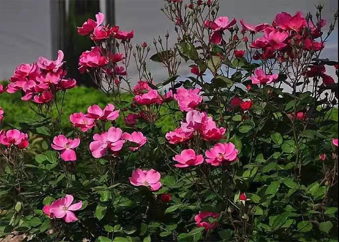 秋風(fēng)里的月季花 秋風(fēng)里的月季花