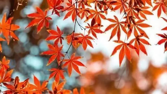 秋 秋