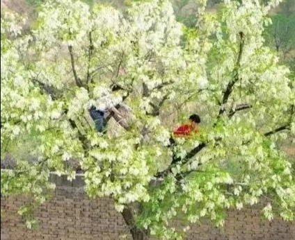 家鄉(xiāng)的槐花香 家鄉(xiāng)的槐花香