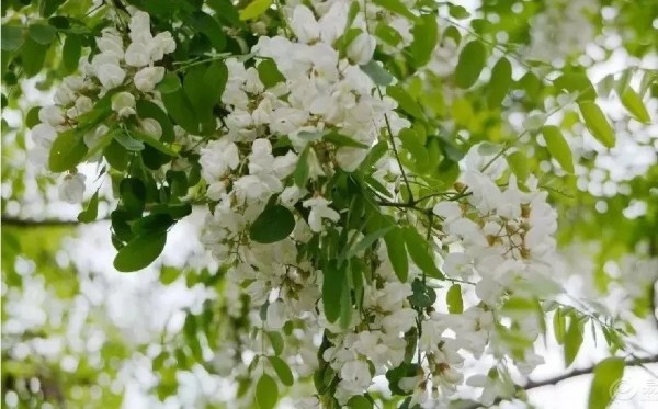 家鄉(xiāng)的槐花香 家鄉(xiāng)的槐花香